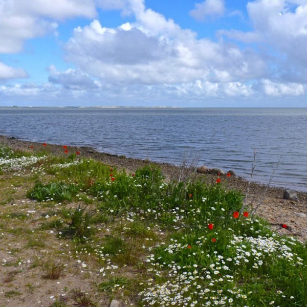 friesenhaus-steenodde-zeschwitz-wattenmeer