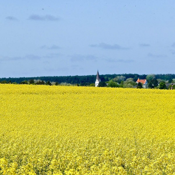 zeschwitz-amrum-kirche-rapsbluete